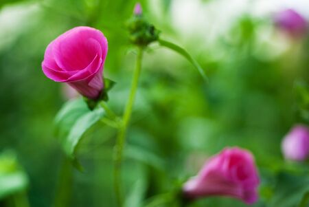 Pink garden flowers bloom in the summer garden