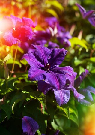 Clematis flowers in the garden and sunlightの写真素材
