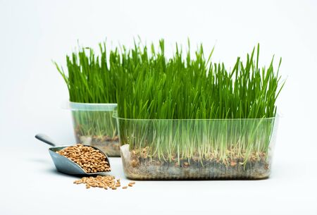 Wheat grass sprouts in a plastic container and wheat grains in a mettalic scoop on a blue background for a healthy dietの写真素材