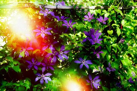 beautiful flowers Clematis on magic garden background. toned