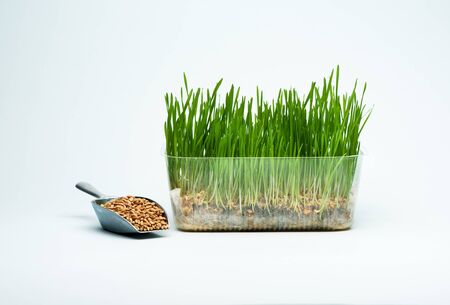 Wheat grass sprouts in a plastic container and wheat grains in a mettalic scoop on a blue background for a healthy dietの写真素材