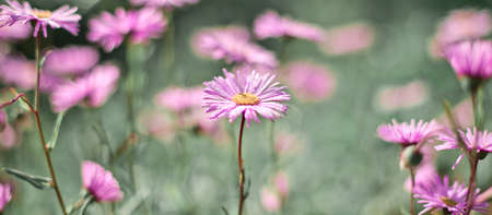Colorful spring banner with blooming daisies