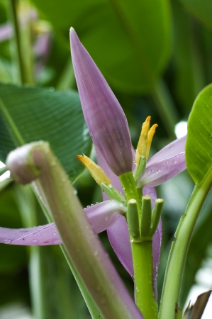 Banana plant and leavesの写真素材