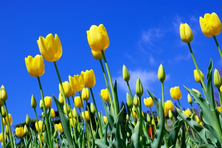 Meadow of tulips on the sky background.の写真素材