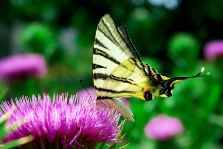 Butterfly and flower. Nature composition.の写真素材