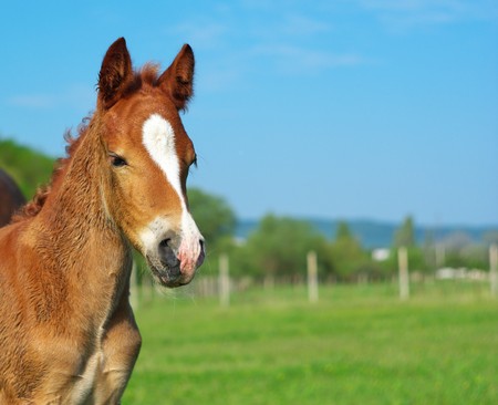 Foal on the meadow. Nature composition.の写真素材