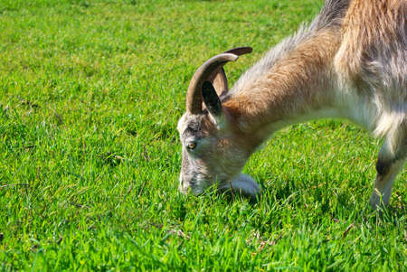 Goat eating grass. Nature composition.の写真素材