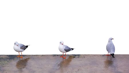 Three sea gulls. Isolated objects.の写真素材