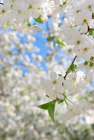 Branch of big white tree. Nature composition.の写真素材