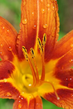 Macro of beautiful flower. Composition of nature.の写真素材