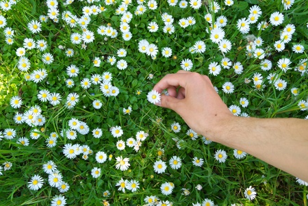 Person pick up the daisywheels. Conceptual design.の写真素材