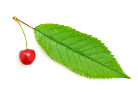Isolated sweet cherries. Element of design.の写真素材