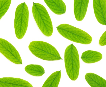 Isolated green leaf of tree. Element of design. 