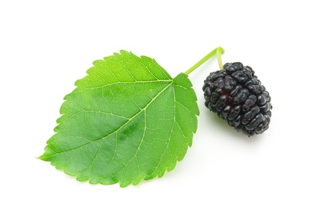 Isolated mulberry. Element of design.の写真素材