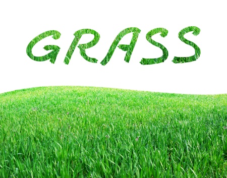 Isolated grass. Element of design.