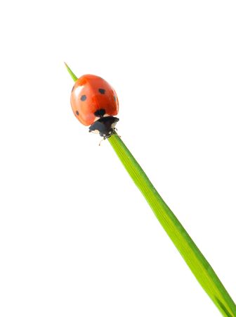 Ladybug on the sun. Conceptual design.の写真素材