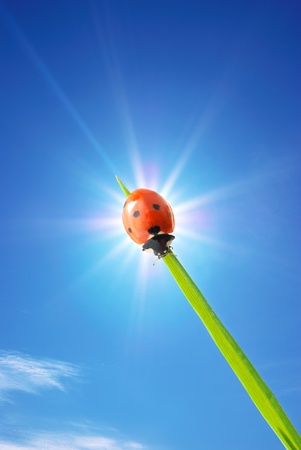 Ladybug on the sun. Conceptual design.の写真素材