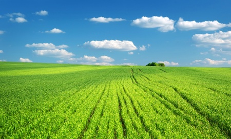 Big green meadow. Nature composition.の写真素材