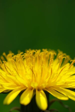 Macro of dandelion. Nature composition.の写真素材