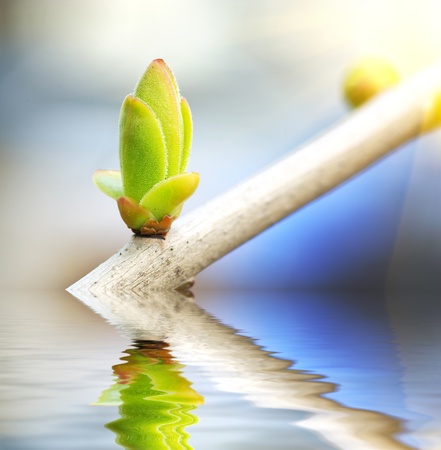 Spring bud. Composition of nature.の写真素材