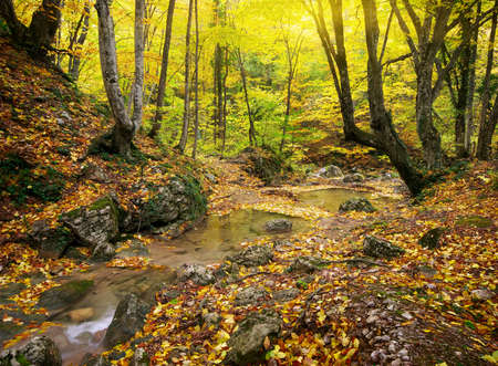 Autumn landscape. Composition of nature.の写真素材
