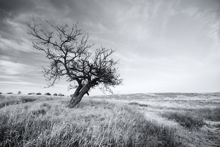 Lonely dead tree. Art nature. の写真素材