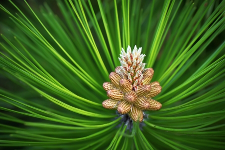 Young cones of spruce. Nature composition. の写真素材