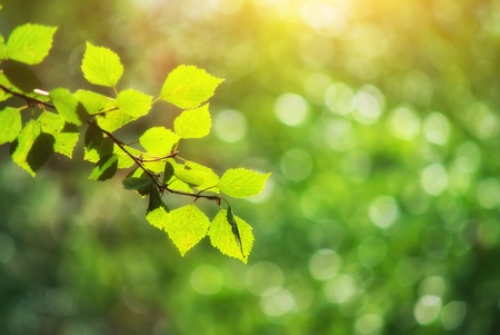 Bokeh background and tree foliageの写真素材