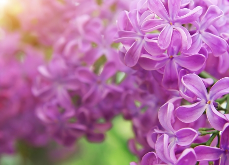 Lilac flower texture. Nature composition.の写真素材