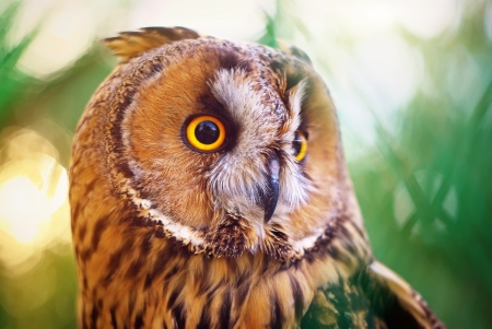 Owl portrait. Element of designの写真素材