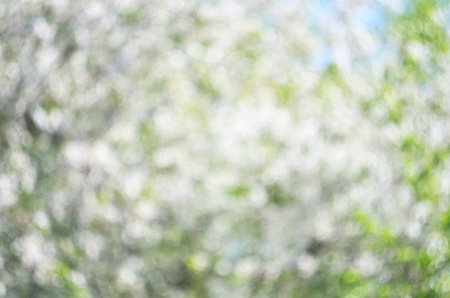 Bokeh background. Elemnt of design.の写真素材