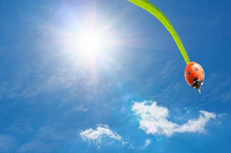 Deep blue sky. Composition of nature.の写真素材