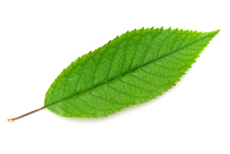 Isolated green leaf of tree. Element of design. の写真素材