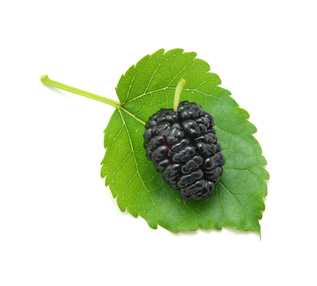 Mulberry isolated. Element of design.の写真素材