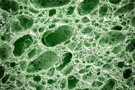 Biological texture. Element of design.の写真素材