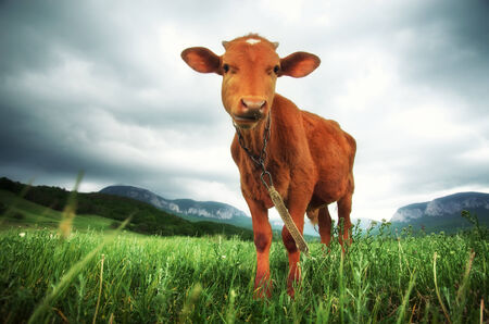 Ð¡alf on meadow. Farm life.の写真素材