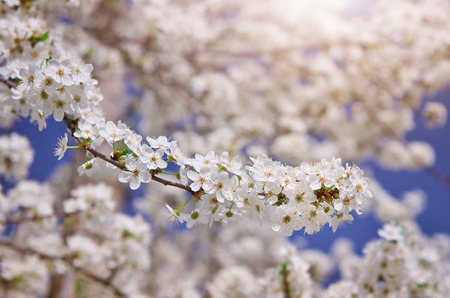 Branch of spring white tree. Nature composition.