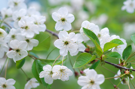 Spring tree flower. Nature collection composition.の写真素材