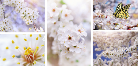 Spring tree flower set. Nature collection composition.の写真素材