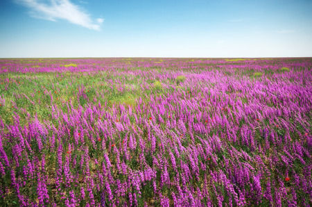 Violet meadow. Composition of nature.の写真素材
