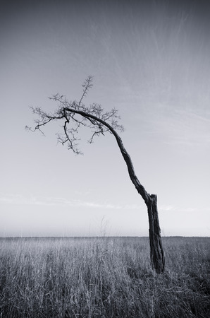 Lonely dead tree. Art nature.の写真素材