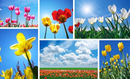 Set from spring tulips. Nature composition.の写真素材