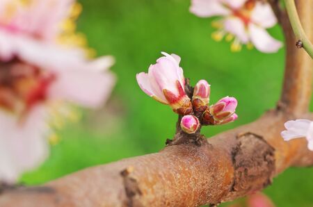 Spring flower on tree. Element of design.の写真素材
