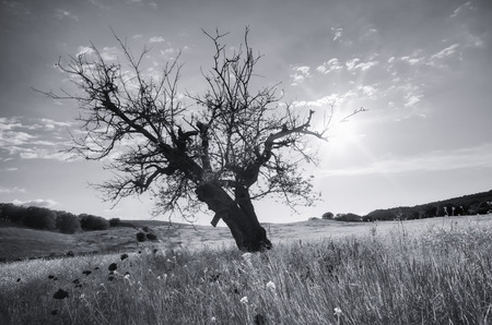 Lonely dead tree. Art nature.