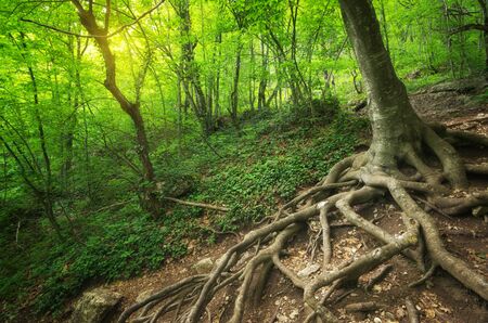Into the forest. Nature composition.の写真素材