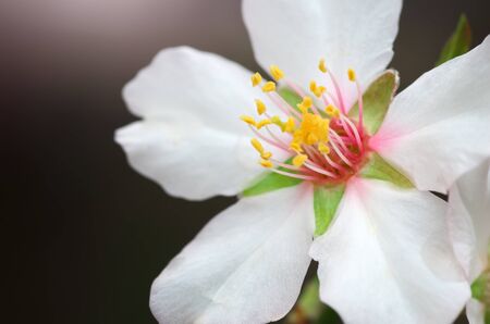 Spring flower on tree. Element of design.の写真素材