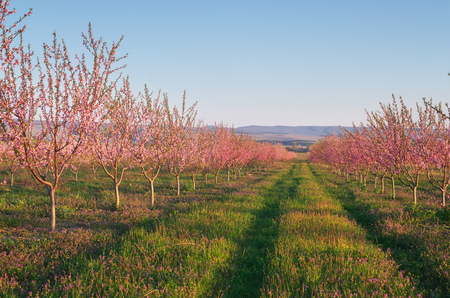 Orchard blooming spring garden. Nature composition.の写真素材