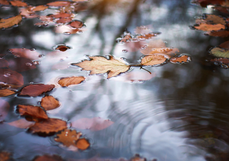 Autumn leaf in water. Conceptual nature scene.