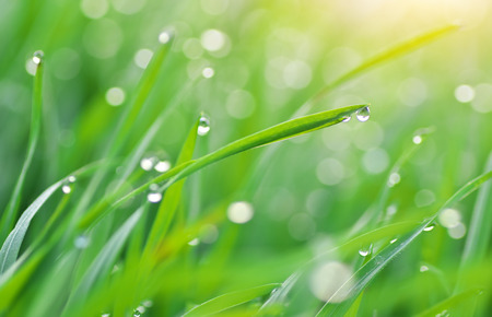 Macro of raindrop. Composition of nature.