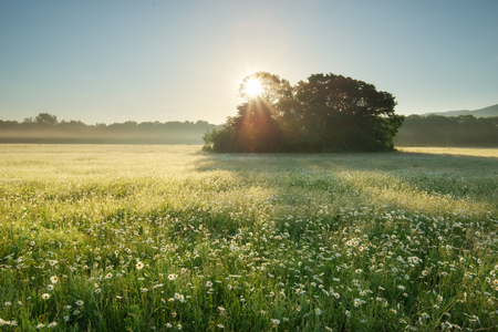 Spring daisy flowers in meadow. Beautiful nature landscapes.の写真素材